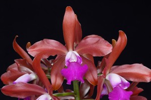 Cattleya Linda Curle Sunset Vally Orchids HCC/AOS 75 pts.